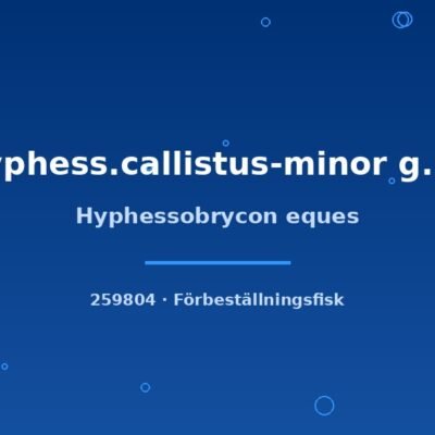 Hyphessobrycon eques md-lg