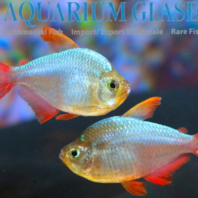 Hyphess.columbianus bred md