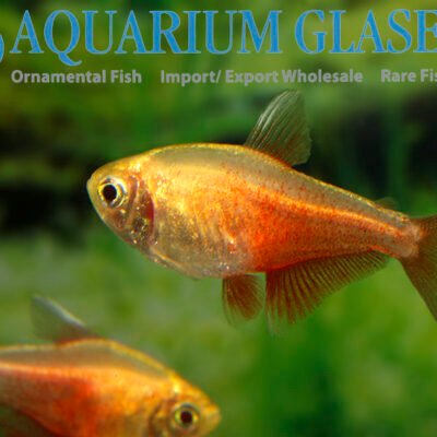 diamond red rio tetra md-lg