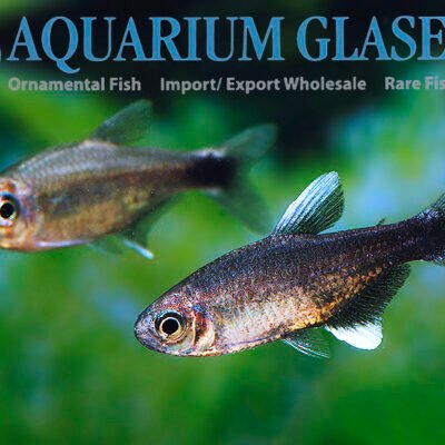 Hyphessobrycon negodagua md-lg