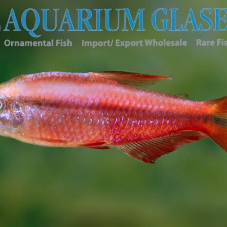glaser-261262