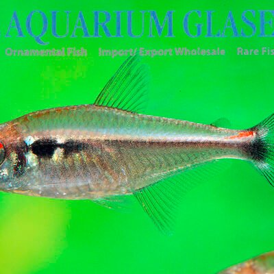 Hyphessobrycon montagi g.br. md