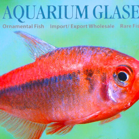 glaser-261381