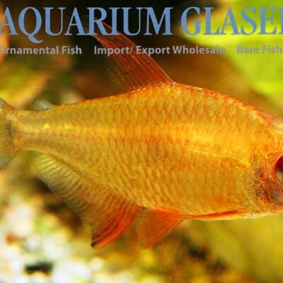 lemon tetra md-lg
