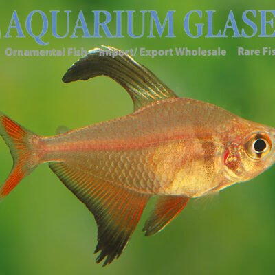 Real Hyphessobrycon bentosi (Hyphessobrycon robertsi wild) md–lg