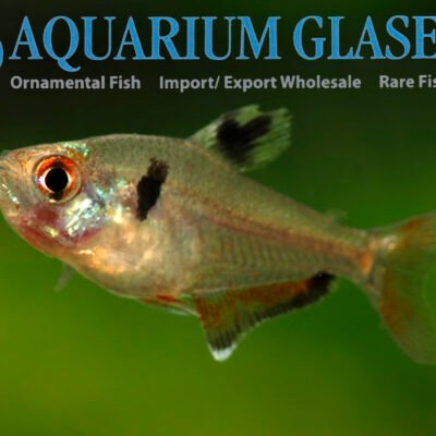 serpae tetra lg