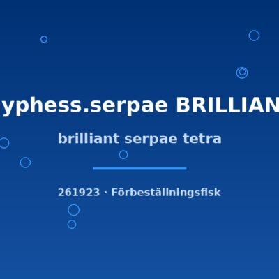 brilliant serpae tetra md-lg