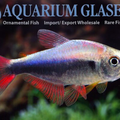Before RED-BLUE-PERU TETRA (Hyphessobrycon margitae wild) md–lg