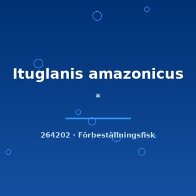* (Ituglanis amazonicus) 5–7cm