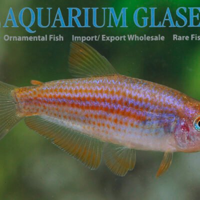 Inpaichthys parauapiranga g.br lg-xlg