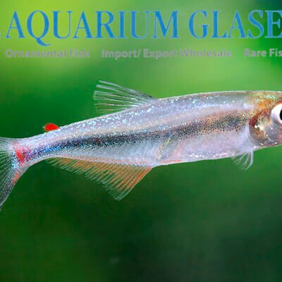 Knodus sp. "red adipose fin" lg-xlg