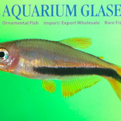 Inpaichthys luizae bred sm