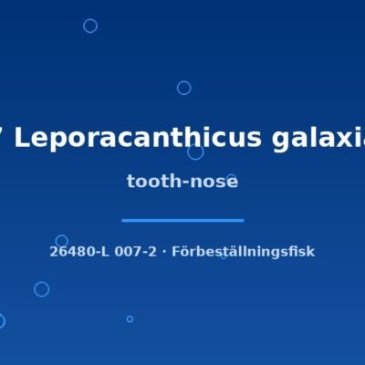 tooth-nose 6-8cm