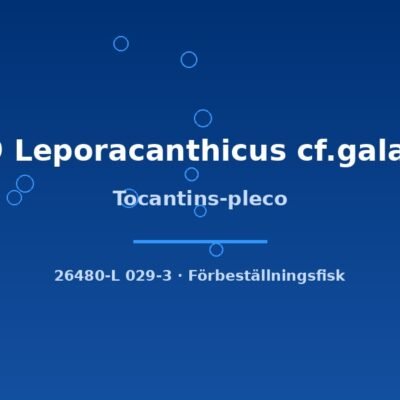 Tocantins-pleco 8-10cm