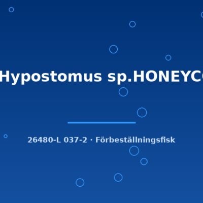 L37 Hypostomus sp.HONEYCOMB 6-8cm