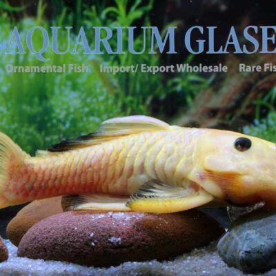 L56 Parancist.sp.(aurantiacus) 6-8cm