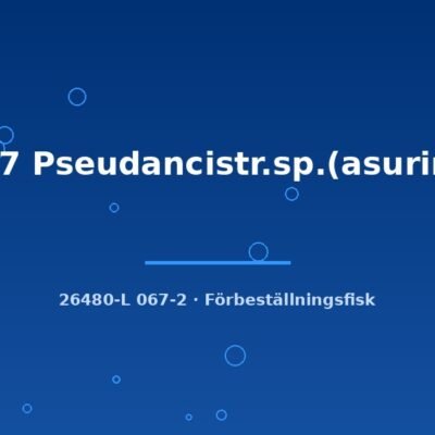 L67 Pseudancistr.sp.(asurini) 6-8cm