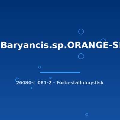 L81 Baryancis.sp.ORANGE-SEAM 6-8cm