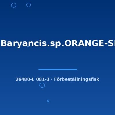 L81 Baryancis.sp.ORANGE-SEAM 8-10cm
