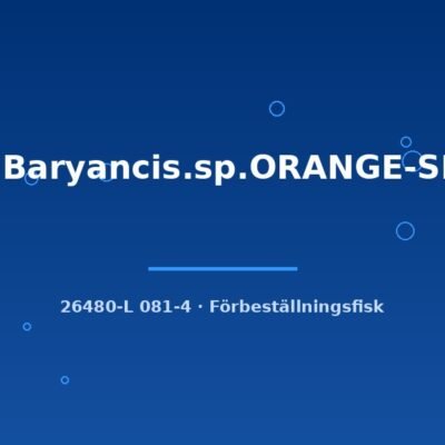 L81 Baryancis.sp.ORANGE-SEAM 9-12cm