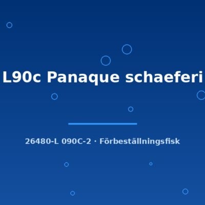 L90c Panaque schaeferi 5-7cm