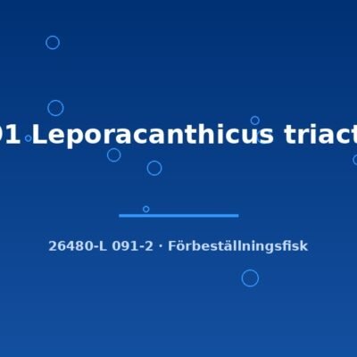 L91 Leporacanthicus triactis 5-7cm