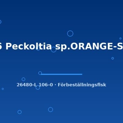L106 Peckoltia sp.ORANGE-SEAM 3-5cm