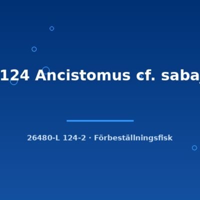 L124 Ancistomus cf. sabaji 6-8cm