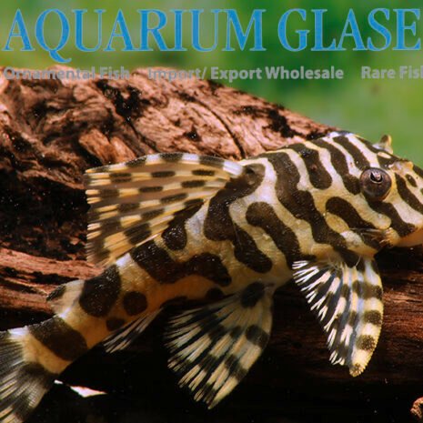 glaser-26480-L-134-3 glaser-26480-L-134-3