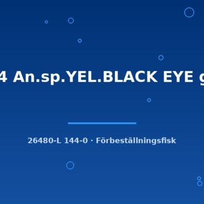 L144 An.sp.YEL.BLACK EYE g.br. 2-3cm
