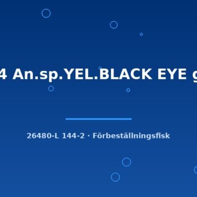 L144 An.sp.YEL.BLACK EYE g.br. 4-5cm