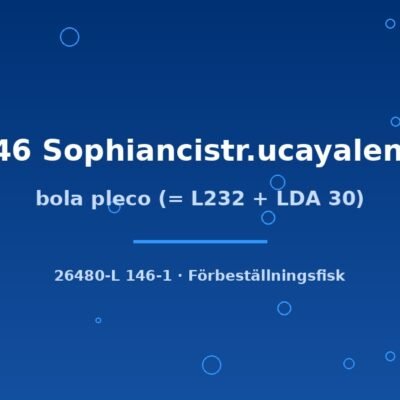 Bola pleco (= L232 + LDA 30) (L146 Sophiancistr.ucayalensis) 7–9cm