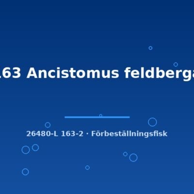 L163 Ancistomus feldbergae 6-8cm
