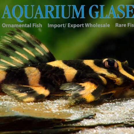 glaser-26480-L-168-3 glaser-26480-L-168-3