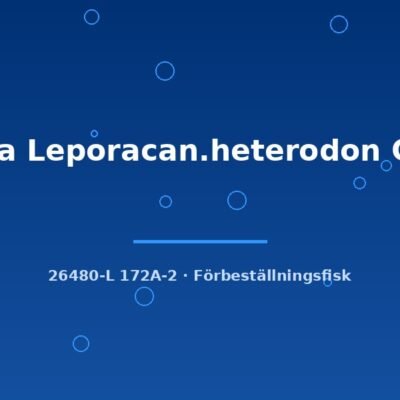 L172a Leporacan.heterodon GOLD 6-8cm