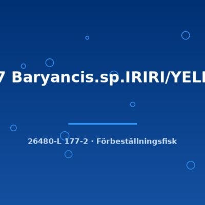L177 Baryancis.sp.IRIRI/YELLOW 6-8cm