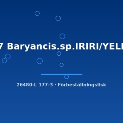 L177 Baryancis.sp.IRIRI/YELLOW 8-10cm
