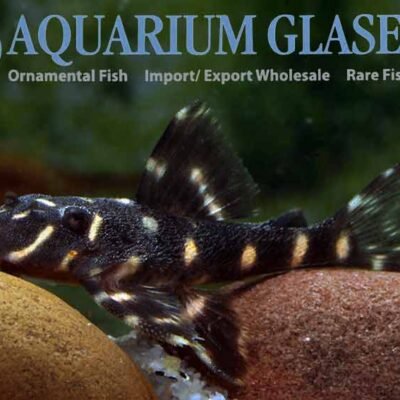 Peru striped 11-14cm