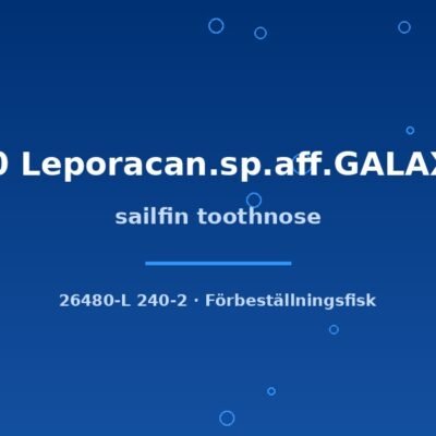 sailfin toothnose 6-8cm