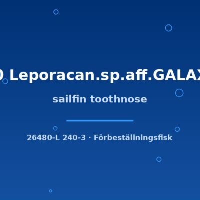 sailfin toothnose 7-10cm