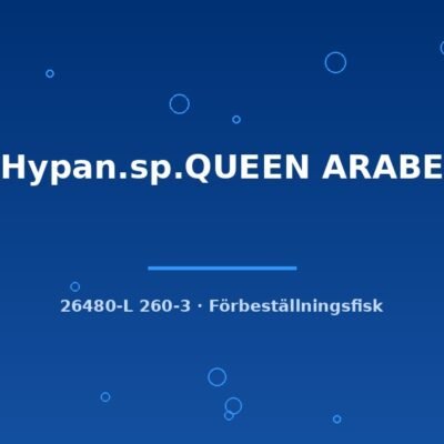 L260 Hypan.sp.QUEEN ARABESQUE 7-10cm