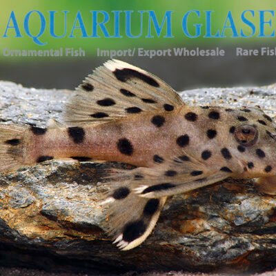 L264 Leporacanthicus sp./GREY 4-6cm