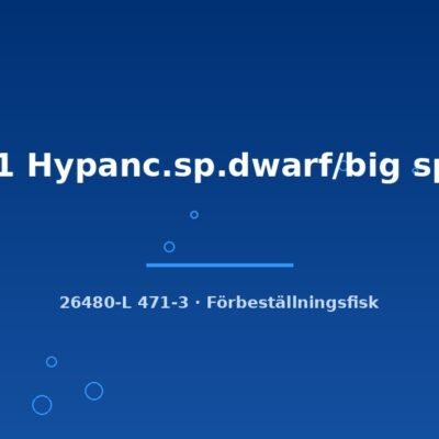 L471 Hypanc.sp.dwarf/big spots 8-10cm