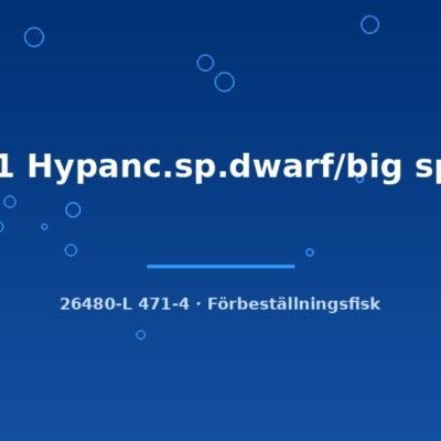L471 Hypanc.sp.dwarf/big spots 9-12cm