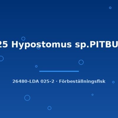 LDA25 Hypostomus sp.PITBULL-P. 3-4cm