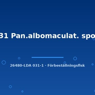 LDA31 Pan.albomaculat. spotted 4-6cm