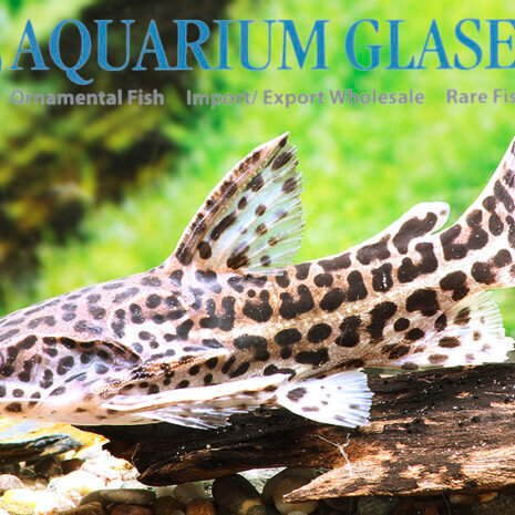 glaser-266303