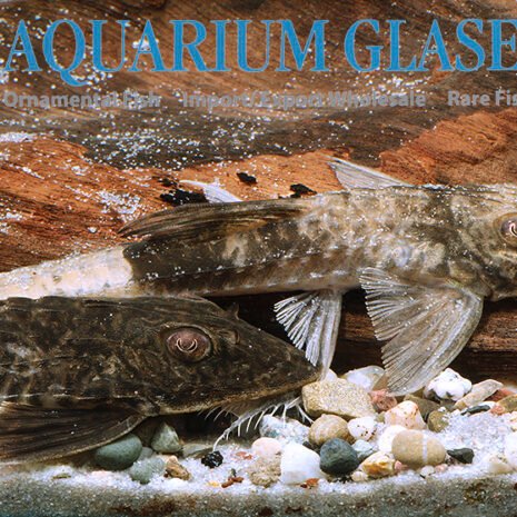 glaser-266564 glaser-266564
