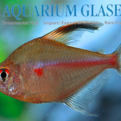yellow phantom tetra md