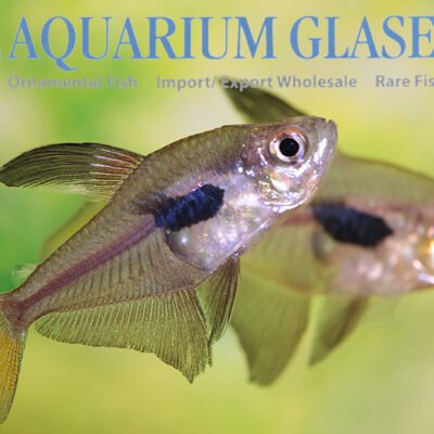 Hyphessobrycon epicharis md-lg